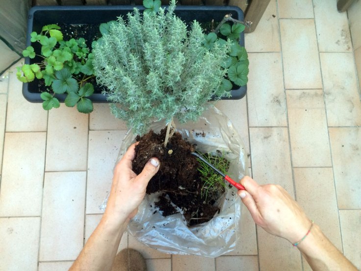 Liberiamo le radici della terra