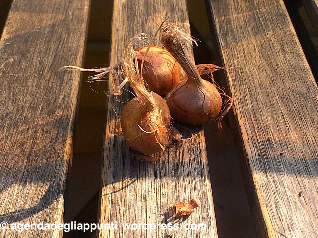 coltivare zafferano in vaso sul balcone