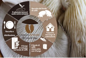 Funghi Espresso il progetto toscano che coltiva funghi partendo dai fondi di caffè dei bar economia circolare