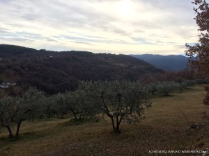Ulivi al calar del sole sulle colline di santa rufina in provincia di rieti
