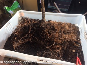 La pianta di moscato prima di essere sottoposta alla potatura delle radici ed essere rinvasata