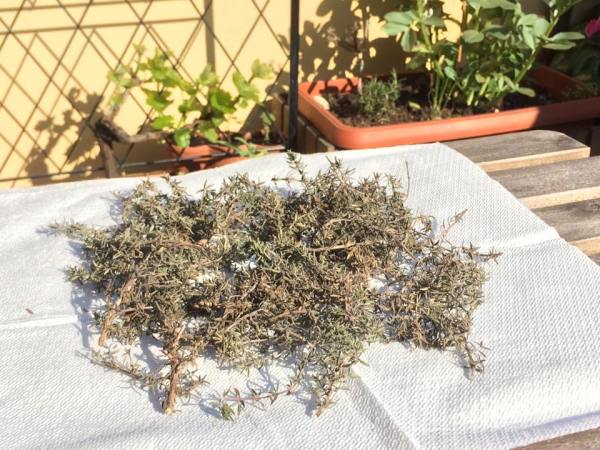 erbe officinali timo e moscato da uva su balcone in fiore a milano