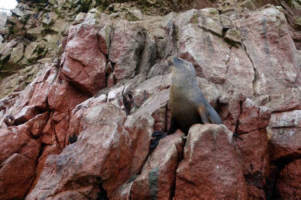 isole ballestas itinerario quindici giorni viaggio in perù