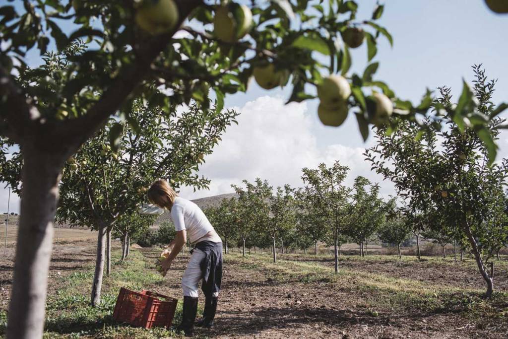 un bracciante tra alberi di mele
