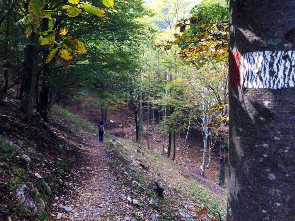 sentiero di montagna all'ombra di una faggeta sulla Grigna Meridionale