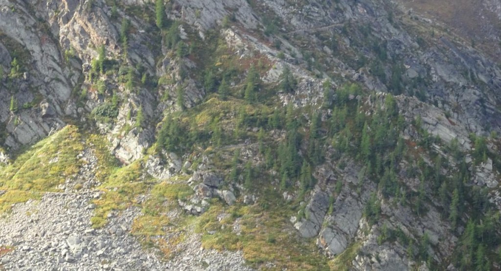 un sentiero militare di montagna tra i larici
