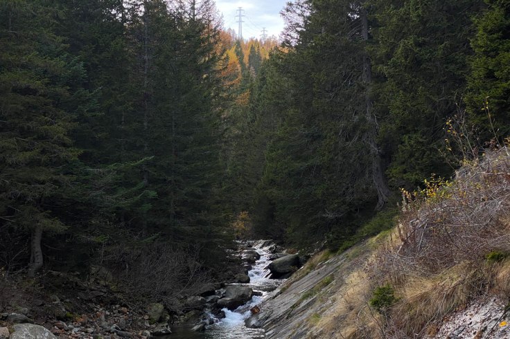 un bosco di abeti secolari si espande sulle rive di un torrente in Alta Valle Bognanco