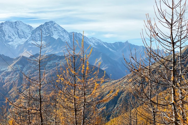 gruppo di montagne innevate sullo sfondo e le punte di qualche larice ingiallito dall'autunno in Alta Valle Bognanco
