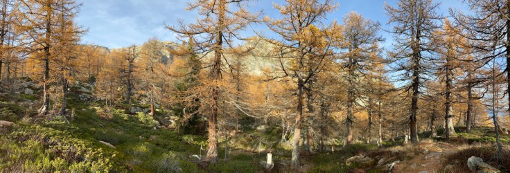 un bosco di larici secolari in alta valle bognanco