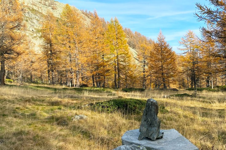 Un bosco di larici in autunno e una pietra in primo piano in Alta Valle Bognanco