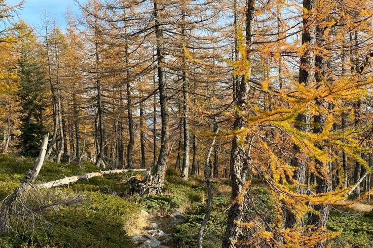 un bosco di larici in autunno Alta Valle Bognanco