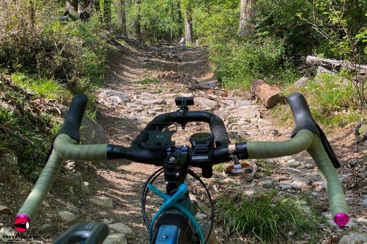 una strada carrabile dissestata immersa nel bosco all'interno di un parco regionale naturale