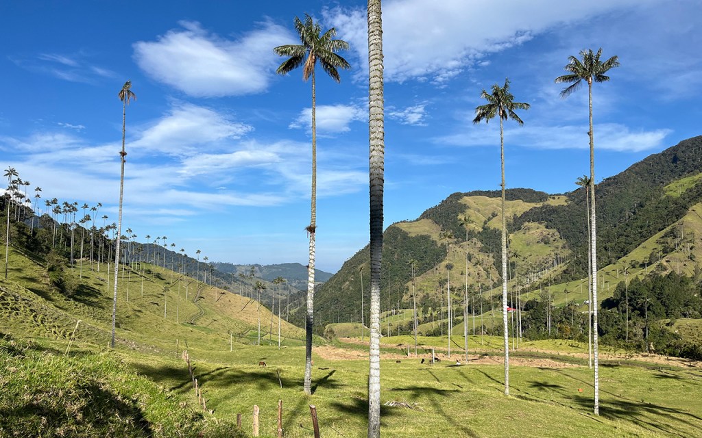 Le palme da cera nella Valle del Cocora in Colombia sono le più alte del mondo