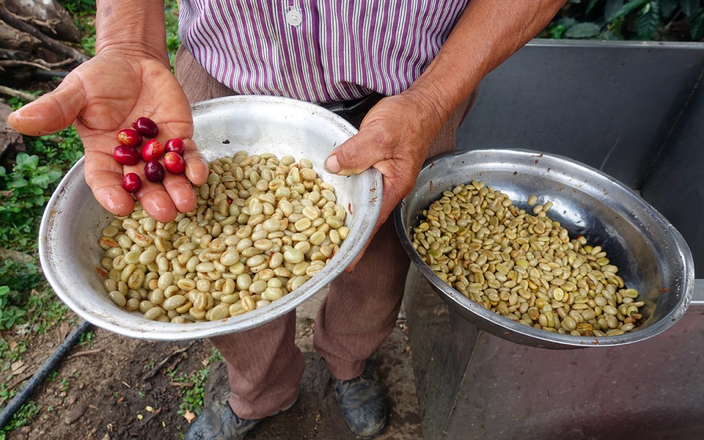 Caffè in chicchi appena raccolto nelle mani del proprietario di una finca in Colombia e, in due piatti di acciaio, il caffè in due fasi differenti della sua lavorazione