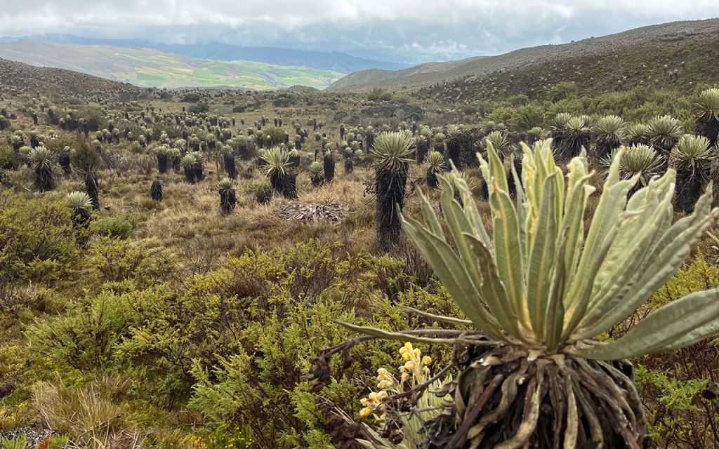 Il Paramo di Sumapaz poco fuori la città di Bogotà in Colombia